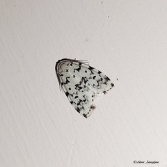 Aemene taprobanis