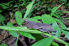 Phlaeoba angustidorsis