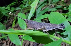 Phlaeoba angustidorsis