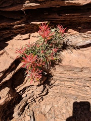 Castilleja scabrida scabrida