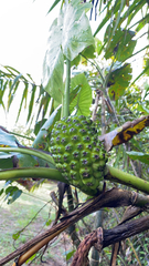 Montrichardia linifera