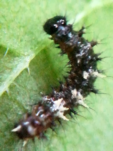 Karpytūnė nuotrauka