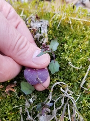 Cardamine douglassii