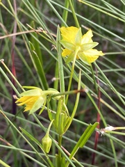 Lysimachia quadriflora