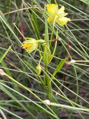 Lysimachia quadriflora