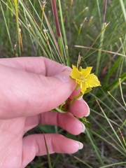 Lysimachia quadriflora