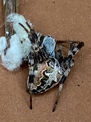 Metepeira labyrinthea