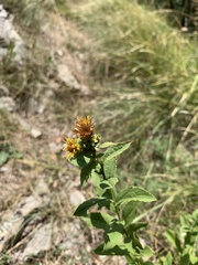Pentanema spiraeifolium