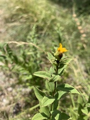 Pentanema spiraeifolium