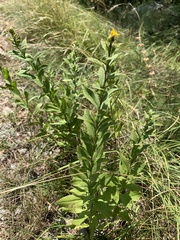 Pentanema spiraeifolium