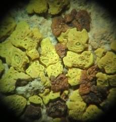 Acarospora xanthophana