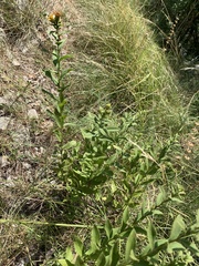 Pentanema spiraeifolium