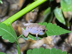 Eleutherodactylus wightmanae