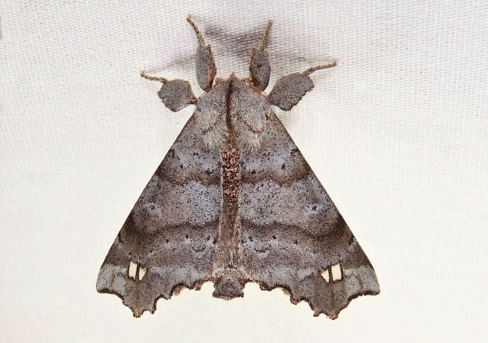 Angel Moth (Insects of Maury County) · iNaturalist