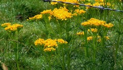 Jacobaea adonidifolia