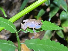 Eleutherodactylus wightmanae