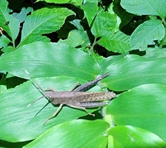 Phlaeoba angustidorsis