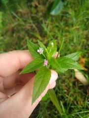 Epilobium roseum