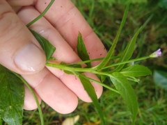 Epilobium roseum
