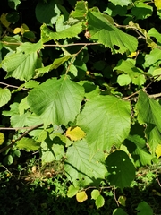 Corylus avellana
