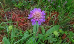 Knautia arvernensis