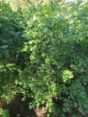 Corylus avellana