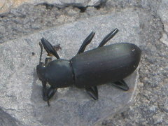 Merinus laevis