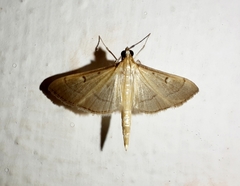 Bradina admixtalis