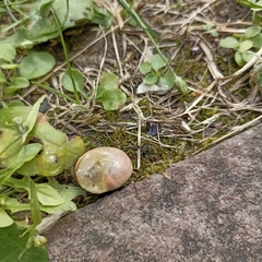 Cepaea