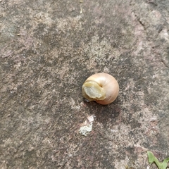 Cepaea