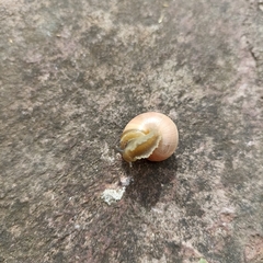 Cepaea