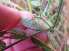 Uromyces viciae-fabae