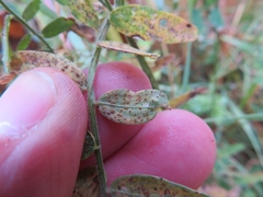 Uromyces viciae-fabae