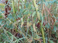 Uromyces viciae-fabae