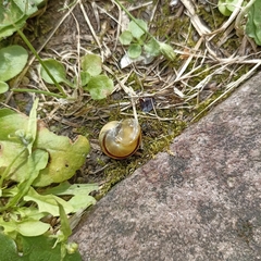 Cepaea