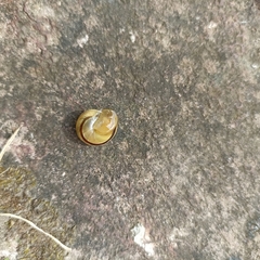 Cepaea