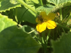 Apis mellifera