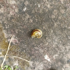 Cepaea