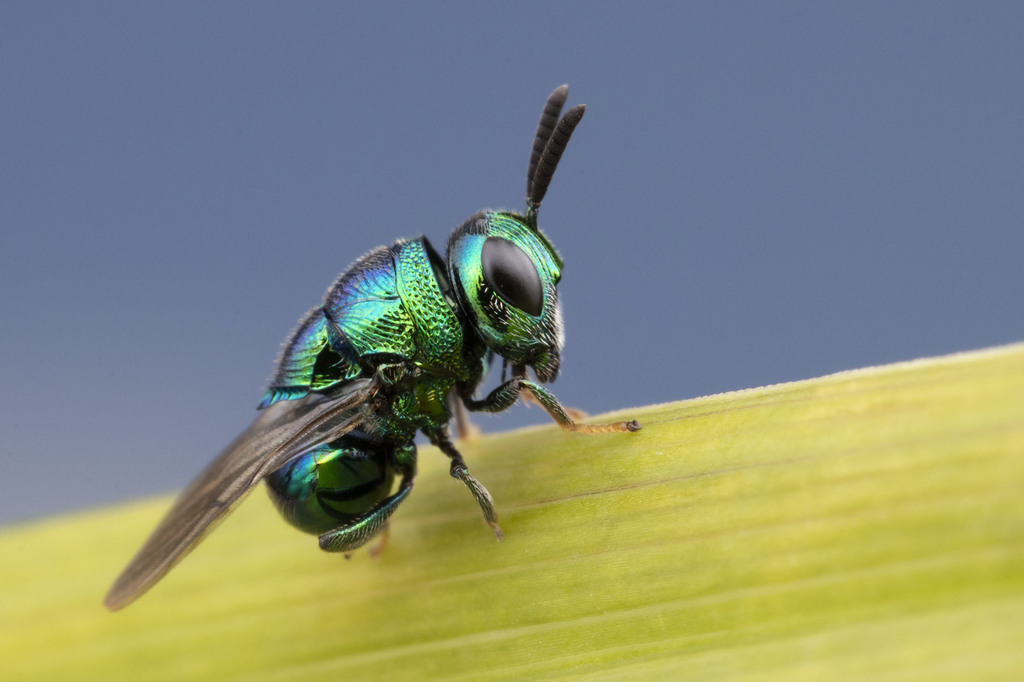 Chalcidoid Wasps