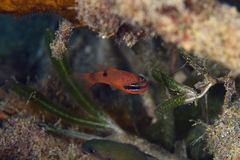 Apogon maculatus