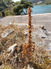 Phelipanche nana