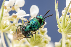 Euperilampus triangularis