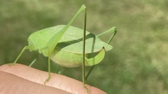 Amblycorypha rotundifolia