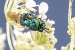 Euperilampus triangularis