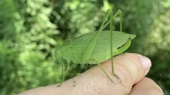 Amblycorypha rotundifolia