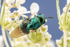 Euperilampus triangularis