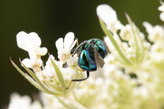 Euperilampus triangularis