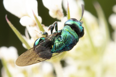 Euperilampus triangularis