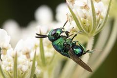 Euperilampus triangularis