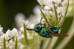 Euperilampus triangularis